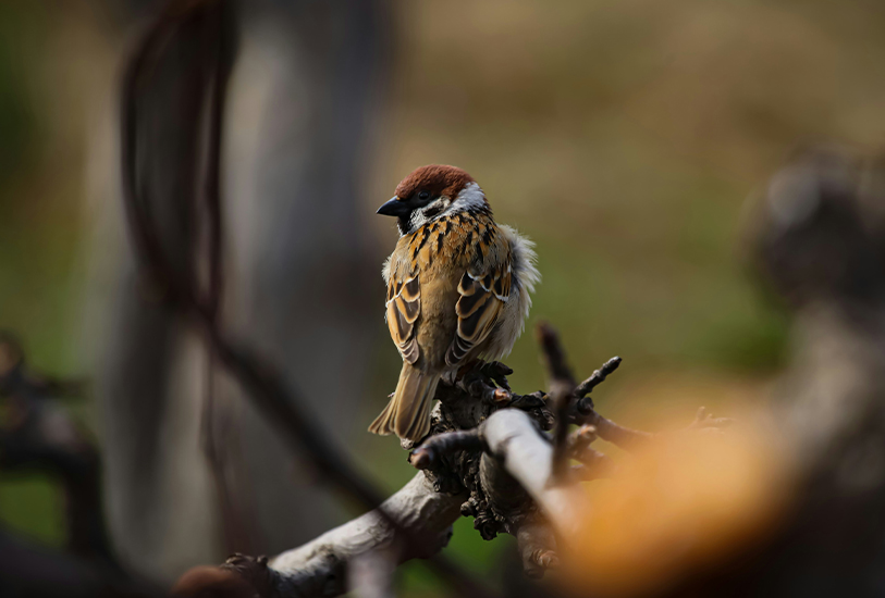 Spatzenabwehr als Teil der professionellen Vogelabwehr