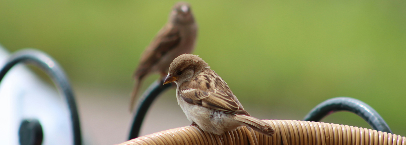 Vogelabwehr an der Dachuntersicht gegen Spatzen und Kleinvögel