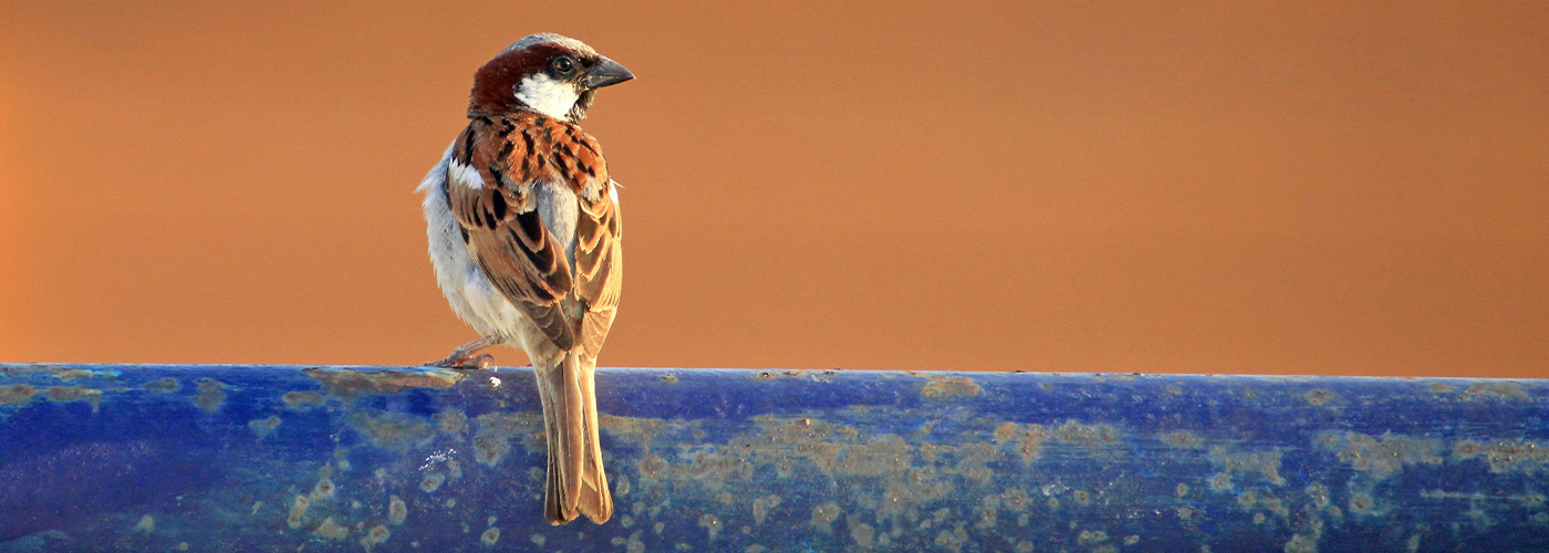 Vogelabwehr an Sonnenstoren und Stoffstoren gegen Spatzen, Meisen und Stare