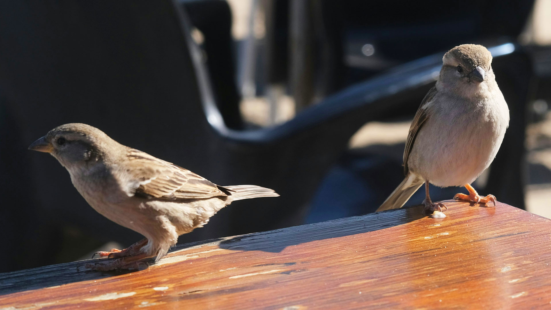 Vogelabwehr an Sonnenstoren und Stoffstoren gegen Kleinvögel