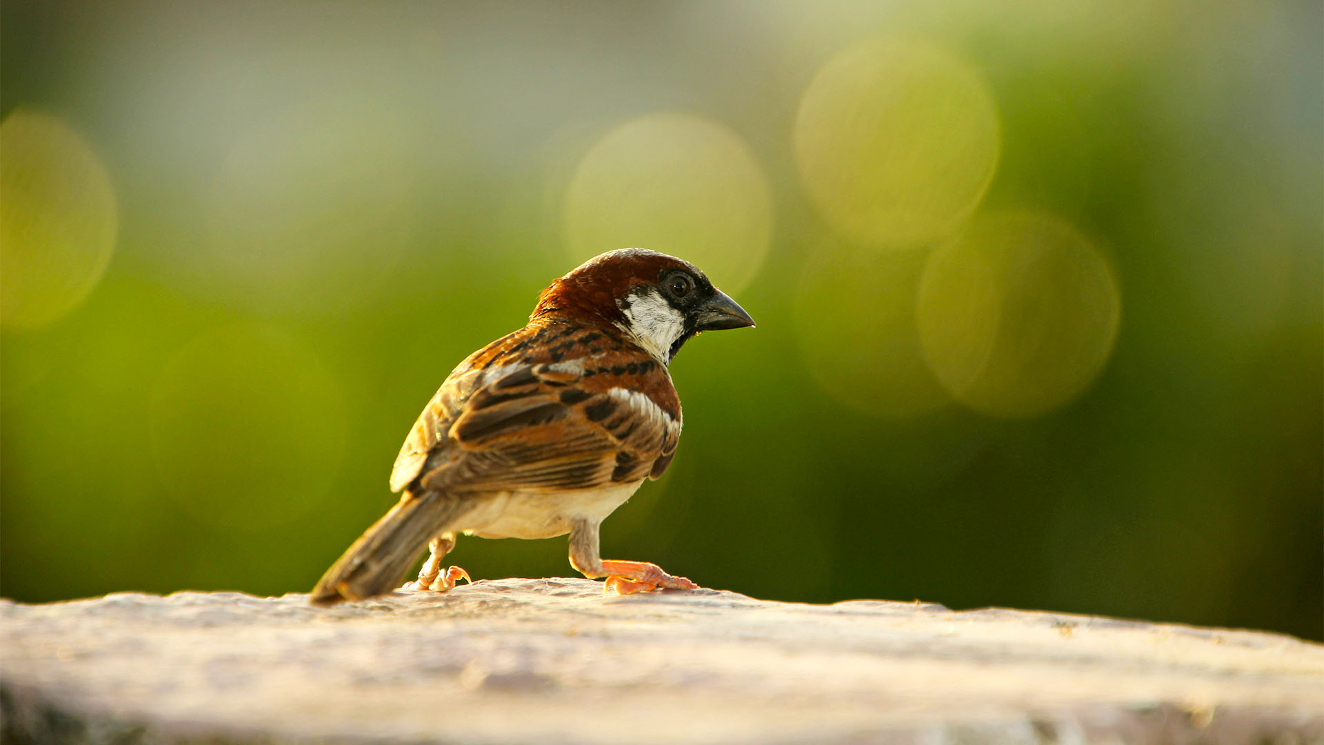 Vogelabwehr-Spikes gegen Kleinvögel