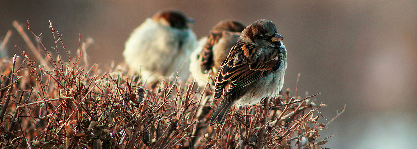 Professionelle Vogelabwehr von Suisse Birds