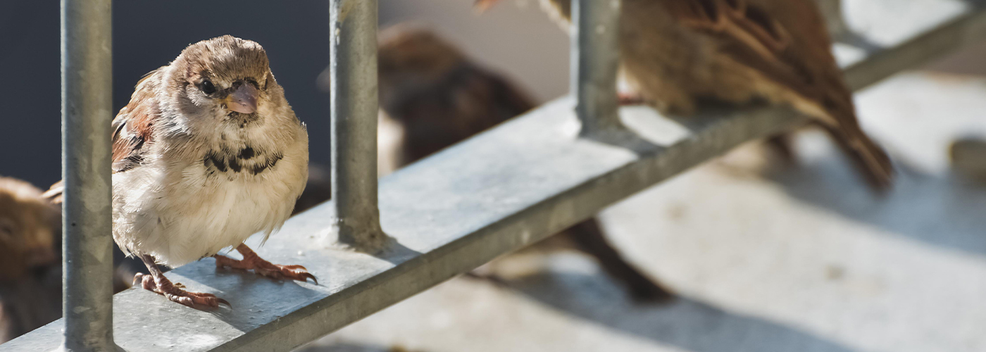 Vogelabwehrnetze für diskreten Schutz vor Spatzen und Kleinvögeln