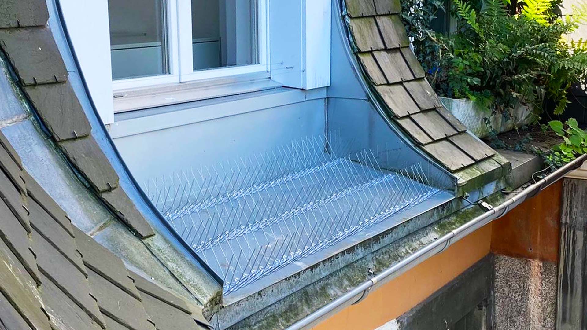 Installierte Abwehrspikes an einer Dachkante als bauliche Lösung für die professionelle Taubenabwehr in Langenthal