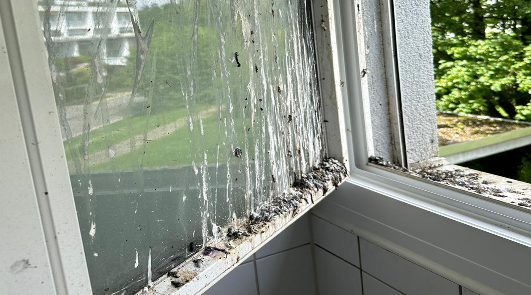 Typische Anzeichen für ein bewohntes Vogelnest im Storenkasten