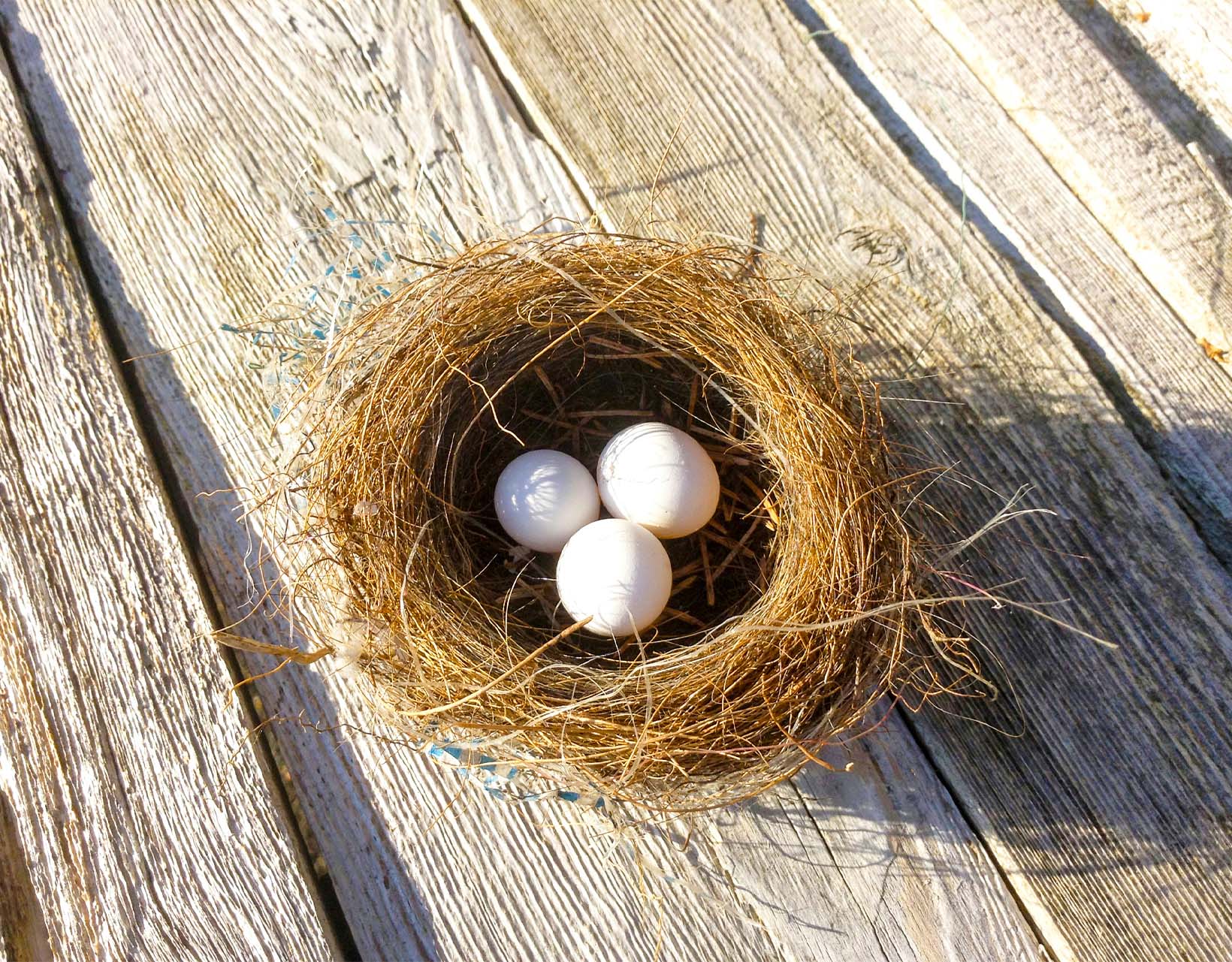 Wann beginnt die Brutzeit von Vögeln in der Schweiz?