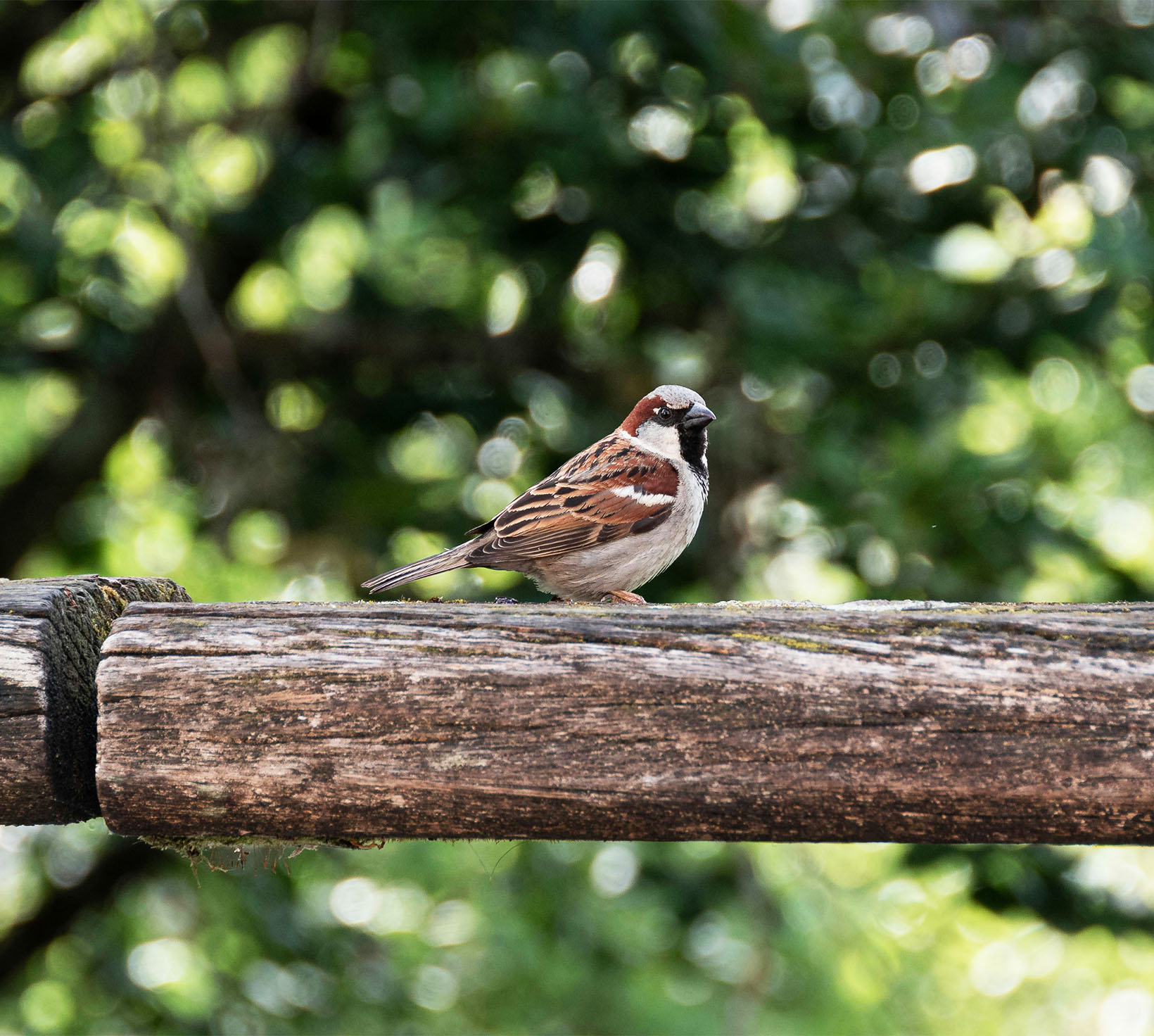 Welche Vögel nisten im Storenkasten in der Schweiz?