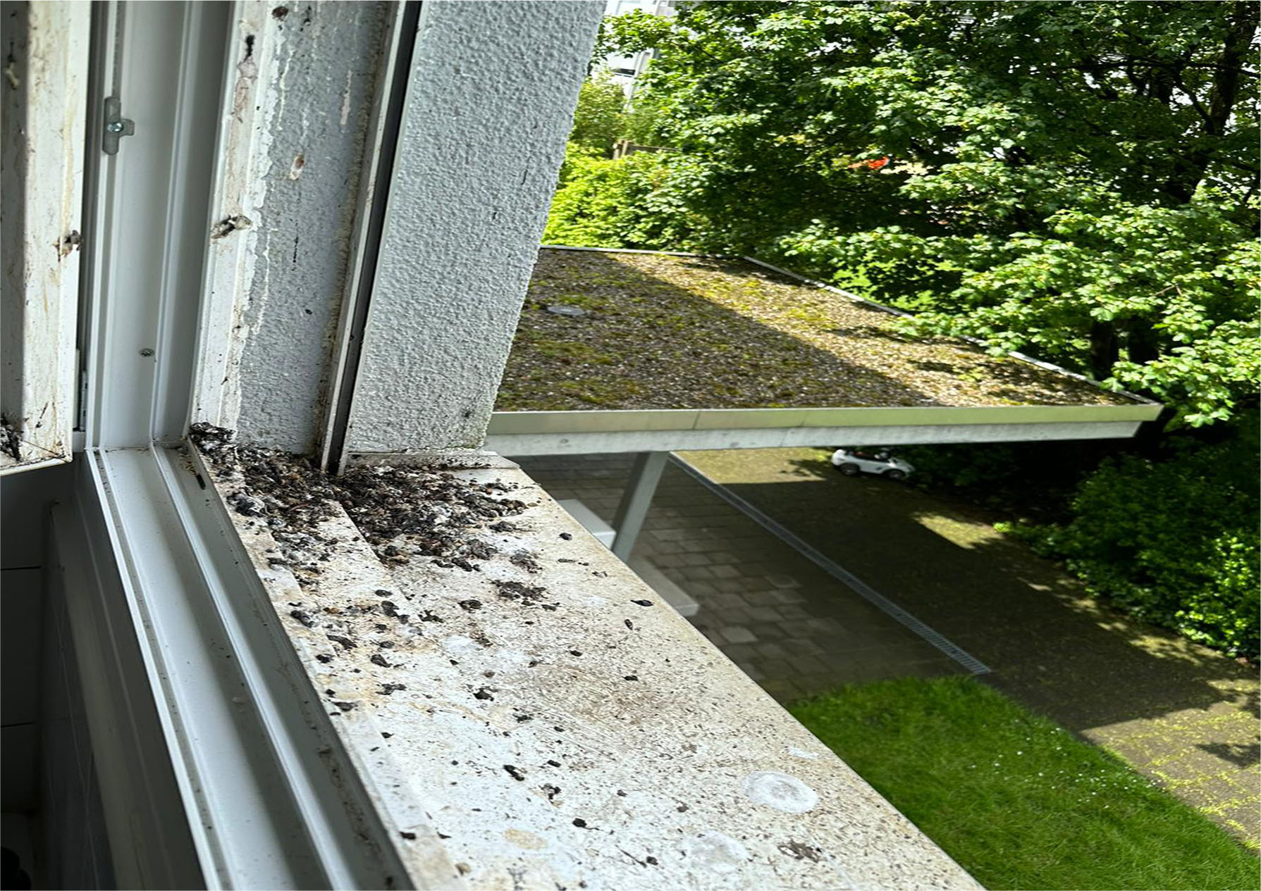 Aktives Vogelnest im Storenkasten erkennen – Anzeichen prüfen